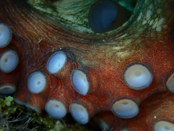 Suction cups or suckers on the tentacles of common octopus (Octopus vulgaris) close-up undersea, Aegean Sea, Greece, Halkidiki