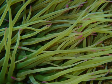 Deniz altı, Ege Denizi, Yunanistan, Halkidiki, Snakelocks anemone veya opelet anemone (Anemonia viridis) yakın çekim