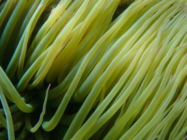 Deniz altı, Ege Denizi, Yunanistan, Halkidiki, Snakelocks anemone veya opelet anemone (Anemonia viridis) yakın çekim