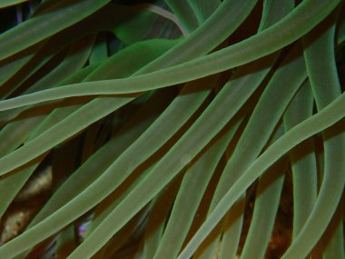 Deniz altı, Ege Denizi, Yunanistan, Halkidiki, Snakelocks anemone veya opelet anemone (Anemonia viridis) yakın çekim