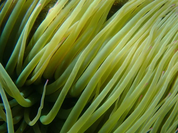 Snakelocks Anemone Opelet Anemone Anemonia Viridis Close Undersea Aegean Sea — Foto de Stock
