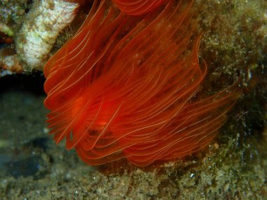 Polychaeta Pürüzsüz tüp solucanı veya kırmızı benekli at nalı (Protula tubularia) yakın plan sualtı, Ege Denizi, Yunanistan, Halkidiki