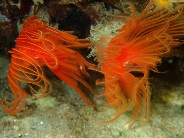 Polychaeta Pürüzsüz tüp solucanı veya kırmızı benekli at nalı (Protula tubularia) yakın plan sualtı, Ege Denizi, Yunanistan, Halkidiki