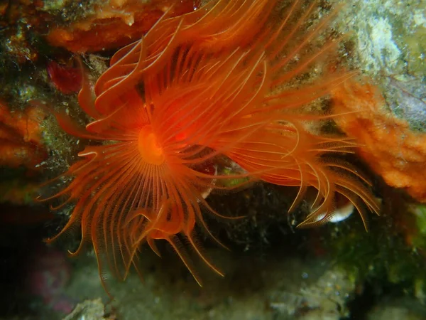 Polychaeta Ver Tubulaire Lisse Fer Cheval Taches Rouges Protula Tubularia — Photo