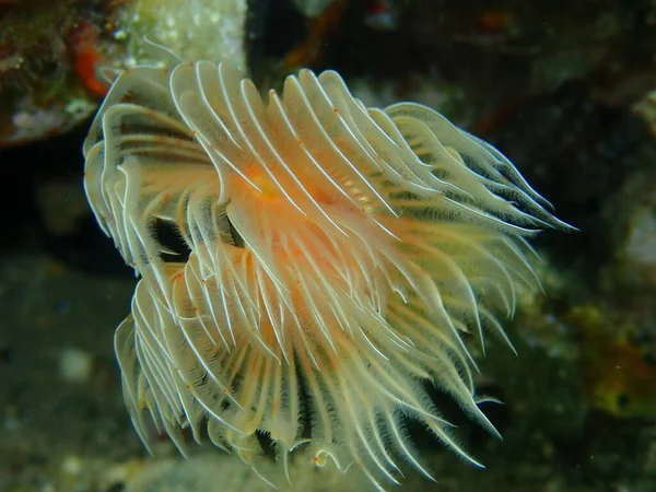 Polychaeta Pürüzsüz Tüp Solucanı Veya Kırmızı Benekli Nalı Protula Tubularia — Stok fotoğraf