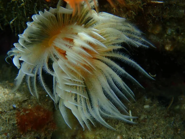 Polychaeta Smooth Tubeworm Red Spotted Horseshoe Protula Tubularia Close Undersea — Stock Photo, Image