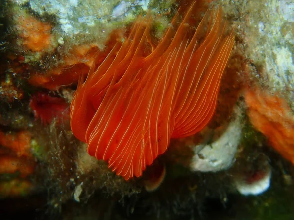Polychaeta Glatte Röhrenwurm Oder Rot Gefleckte Hufeisen Protula Tubularia Nahaufnahme — Stockfoto
