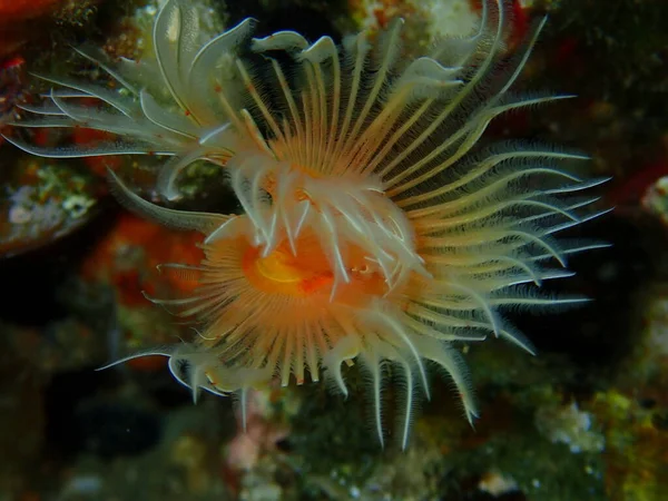 Polychaeta Smooth Tubeworm Red Spotted Horseshoe Protula Tubularia Close Undersea — 图库照片