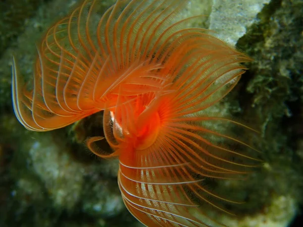 Polychaeta Glatte Röhrenwurm Oder Rot Gefleckte Hufeisen Protula Tubularia Nahaufnahme — Stockfoto