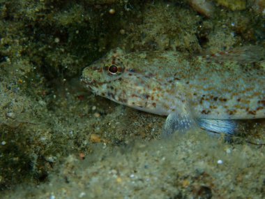 Bucchich 'in goby' si (Gobius bucchichi) yakın çekim sualtı, Ege Denizi, Yunanistan, Halkidiki