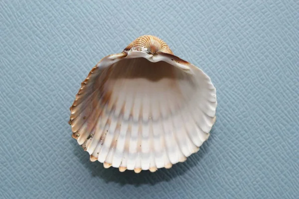 Seashell Bivalve Mollusc Rozzo Cockle Tuberculate Cockle Marocchino Cockle Acanthocardia — Foto Stock