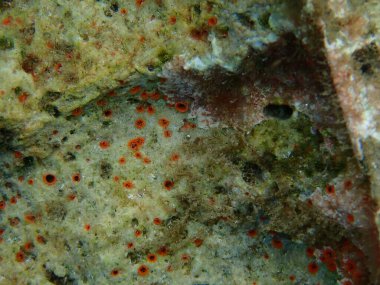 Orange-red boring sponge (Cliona carteri) undersea, Aegean Sea, Greece, Halkidiki clipart