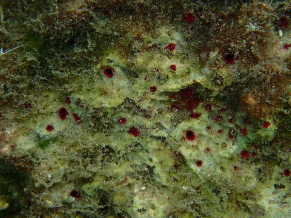 Esponja Aburrida Color Rojo Anaranjado Cliona Carteri Bajo Mar Mar — Foto de Stock