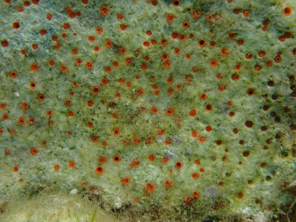 Esponja Aburrida Color Rojo Anaranjado Cliona Carteri Bajo Mar Mar —  Fotos de Stock