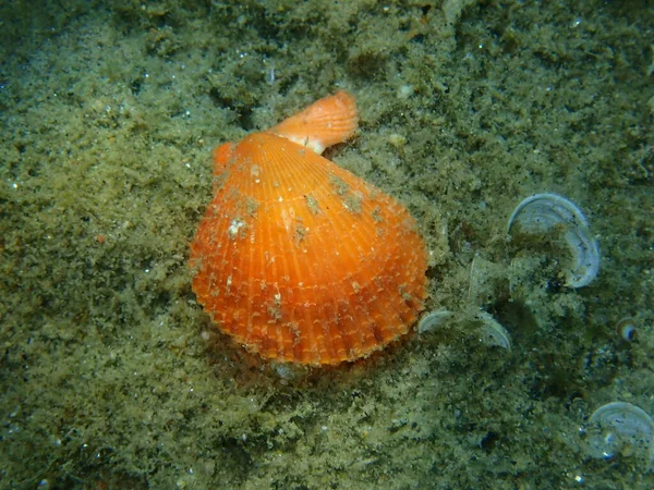 エーゲ海 ギリシャ ハルキディキ上の二枚貝軟体動物多様化ホタテ Mimachlamys Varia の貝殻 — ストック写真
