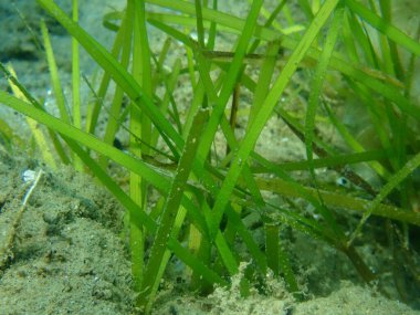 Deniz altı, Ege Denizi, Yunanistan, Halkidiki, Neptün Çimi veya Akdeniz yosunu (Posidonia oceanica) yakın çekim