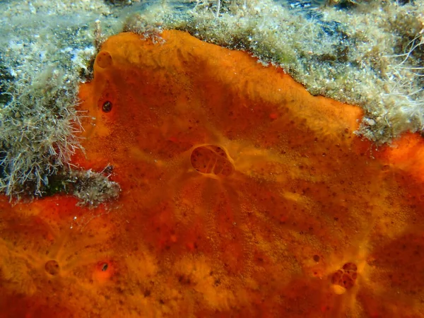 Stock image Red encrusting sponge or orange-red encrusting sponge (Crambe crambe) close-up undersea, Aegean Sea, Greece, Halkidiki