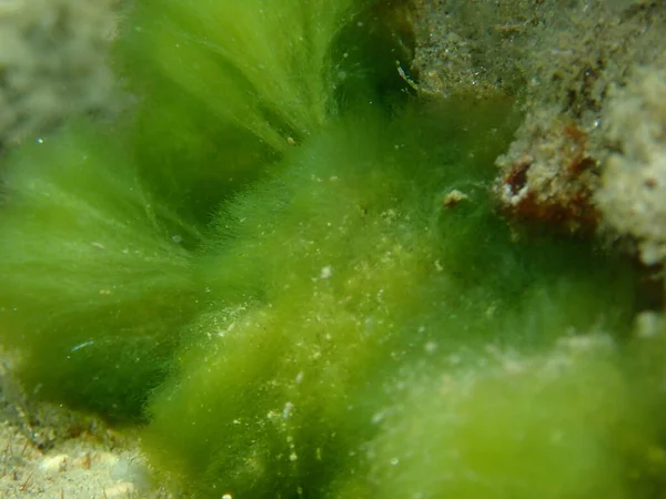 Makroalgi Zielone Cladophora Prolifera Zbliżenie Podmorskie Morze Egejskie Grecja Halkidiki — Zdjęcie stockowe