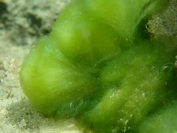 Arbusto Verde Macroalgas Cladophora Prolifera Primer Plano Submarino Mar Egeo —  Fotos de Stock