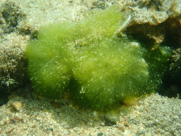 Makroalger Med Grön Buske Cladophora Prolifera Nära Havsbotten Egeiska Havet — Stockfoto