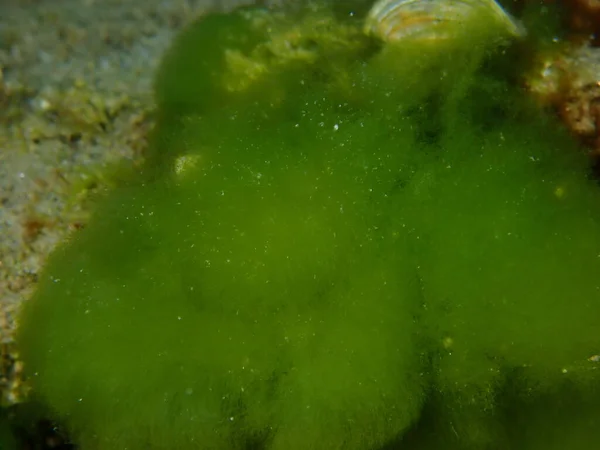 Arbusto Verde Macroalgas Cladophora Prolifera Close Submarino Mar Egeu Grécia — Fotografia de Stock