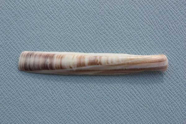 Seashell Bivalve Mollusc Minor Jackknife Vongola Ensis Minor Sfondo Blu — Foto Stock