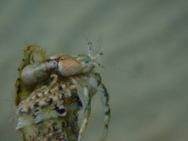 Roux 'un münzevi yengeci veya küçük münzevi yengeci, güney pençeli münzevi yengeci (Diogenes pugilatörü) aşırı yakın çekim sualtı, Ege Denizi, Yunanistan, Thasos Adası