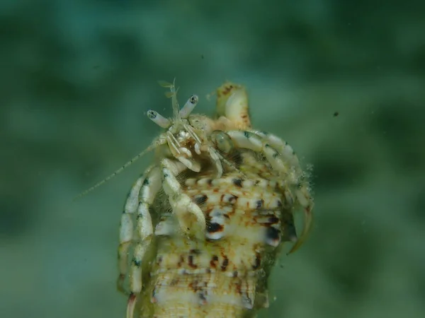Rouxのヤドカリや小さなヤドカリ 南の爪ヤドカリ ディオゲネスピューリレーター 極端なクローズアップ海底 エーゲ海 ギリシャ タソス島 — ストック写真