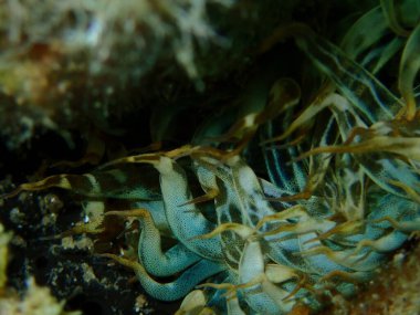 Trompet şakayığı veya kaya şakayığı, cam anemon (Aiptasia mutabilis) yakın plan sualtı, Ege Denizi, Yunanistan, Halkidiki