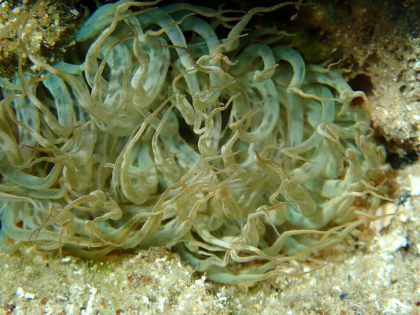 Τρομπέτα Ανεμώνη Πέτρα Ανεμώνη Γυαλί Ανεμώνη Aiptasia Mutabilis Close Undersea — Φωτογραφία Αρχείου