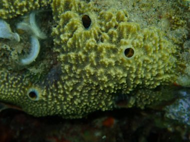 Pis kokulu sünger (Sarcotragus fasciculatus) yakın çekim sualtı, Ege Denizi, Yunanistan, Halkidiki