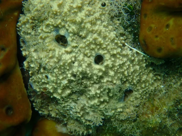 Houba Smrdutá Sarcotragus Fasciculatus Zblízka Pod Mořem Egejské Moře Řecko — Stock fotografie