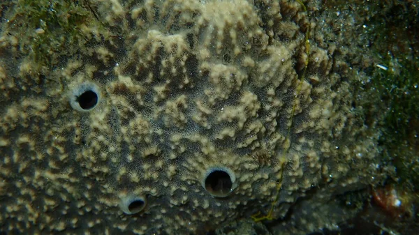 Stinker Sponge Sarcotragus Fasciculatus Close Undersea Aegean Sea Greece Halkidiki — 스톡 사진