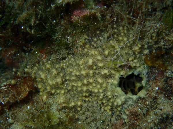 Stinker Schwamm Sarcotragus Fasciculatus Nahaufnahme Unter Wasser Ägäis Griechenland Chalkidiki — Stockfoto