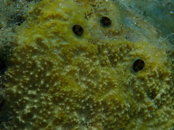 Stinker Sponge Sarcotragus Fasciculatus Close Undersea Aegean Sea Greece Halkidiki — 图库照片