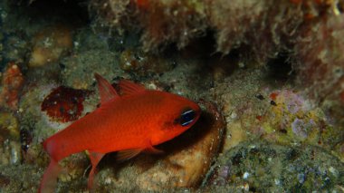 Deniz altı, Ege Denizi, Yunanistan, Halkidiki, Akdeniz kefal balıkları (Apogon imberbis) kralı Kardinal Balığı