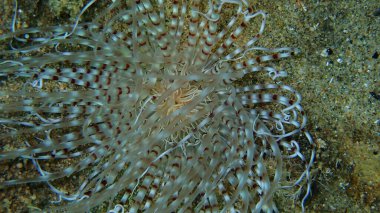 Silindir şakayık ya da renkli tüp şakayık (Cerianthus membranaceus) yakın plan sualtı, Ege Denizi, Yunanistan, Halkidiki