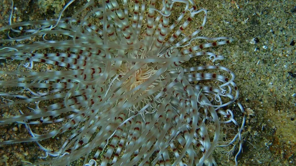 Cylinder Anemone Coloured Tube Anemone Cerianthus Membranaceus Close Undersea Aegean — Stock Photo, Image
