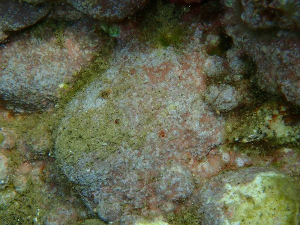 希腊爱琴海Halkidiki的橙红色无刺海绵 Cliona Carteri 和海底软骨鱼 Lithophyllum Incrustans — 图库照片