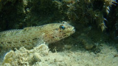 Slender goby (Gobius geniporus) yakın çekim sualtı, Ege Denizi, Yunanistan, Halkidiki