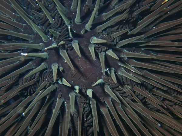 Black Sea Urchin Arbacia Lixula Extreme Close Undersea Aegean Sea — Stock Photo, Image