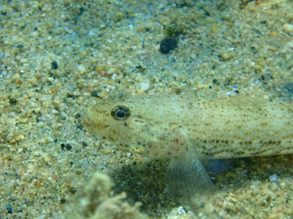 Slender goby (Gobius geniporus) yakın çekim sualtı, Ege Denizi, Yunanistan, Halkidiki
