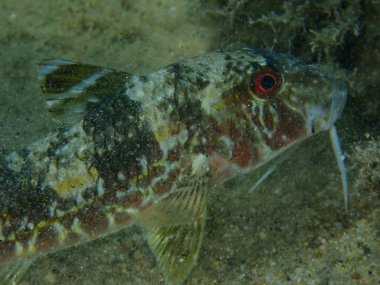 Çizgili kırmızı kefal (Mullus surmuletus) yakın çekim sualtı, Ege Denizi, Yunanistan, Halkidiki