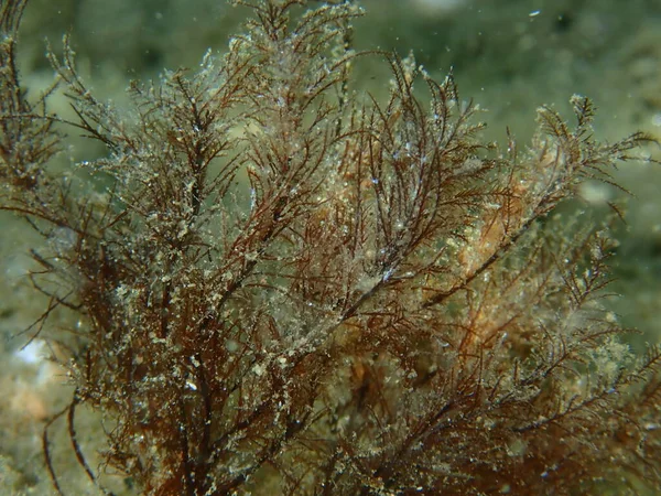 Zielone Zielsko Lub Chwast Cladophora Rupestris Zbliżenie Podmorskie Morze Egejskie — Zdjęcie stockowe
