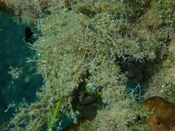 Kleine Spinkrab Mindere Spinkrab Maja Crispata Camouflage Close Onderwater Egeïsche — Stockfoto