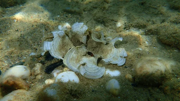 Small Brown Algae Peacocks Tail Padina Pavonica Close Undersea Aegean — Stock Photo, Image