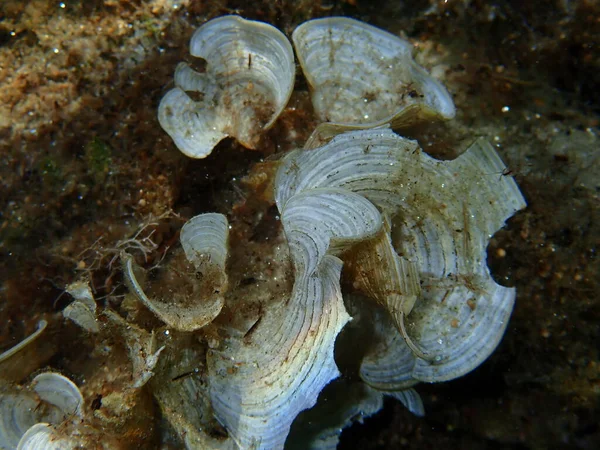 Pequenas Algas Marrons Cauda Pavões Padina Pavonica Close Submarino Mar — Fotografia de Stock