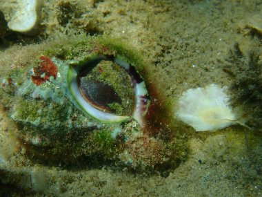 Deniz salyangozu trunculus murex veya bant murex, bagaj murex, bantlı boya-murex (Hexaplex trunculus) yakın plan sualtı, Ege Denizi, Yunanistan, Halkidiki