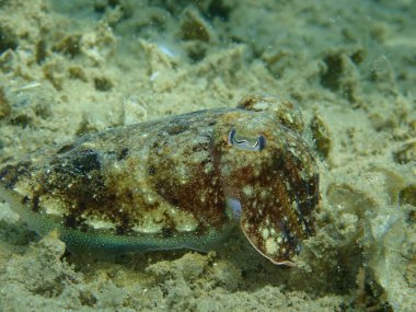Denizaltı, Ege Denizi, Yunanistan ve Halkidiki 'de yaygın olarak kullanılan mürekkep balığı (Sepia officinalis) yakın çekim