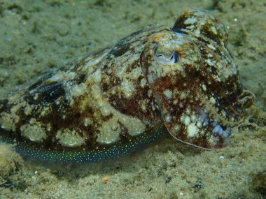 Denizaltı, Ege Denizi, Yunanistan ve Halkidiki 'de yaygın olarak kullanılan mürekkep balığı (Sepia officinalis) yakın çekim